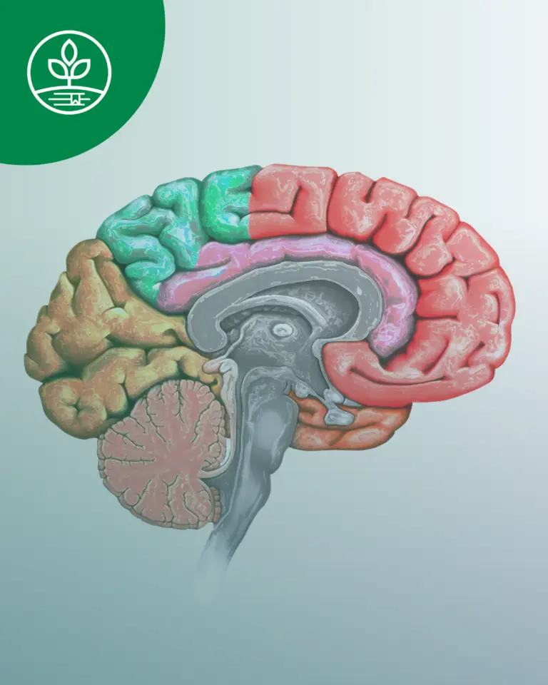 Control Neuroendocrino del Apetito​: Leptina, Ghrelina e Insulina.