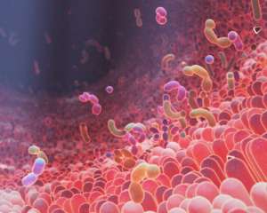 Certificación Internacional en Microbiota: ciencia, modulación y aplicaciones clínicas  - Edición 2 / cohorte 3